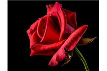 Fot. Pixabay, CC0 Fot. Pixabay, CC0