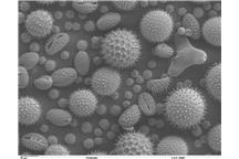 Mikroskopijne pyłki drukowane 3D